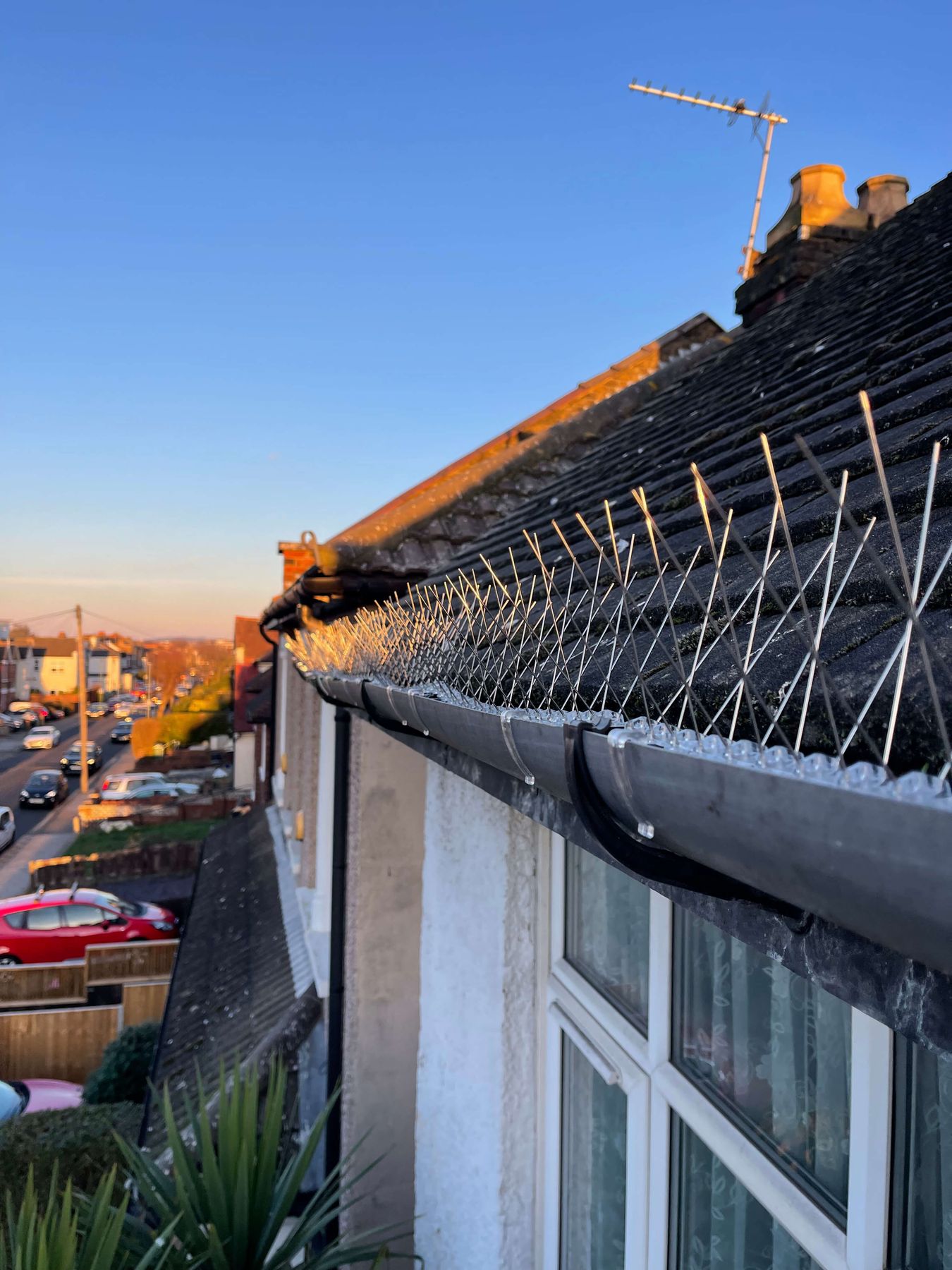 Bird spikes along the gutter of a terraced house at dusk