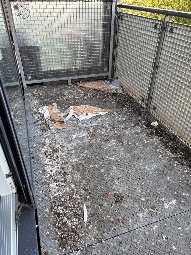 Before: balcony floor covered in pigeon droppings and feathers