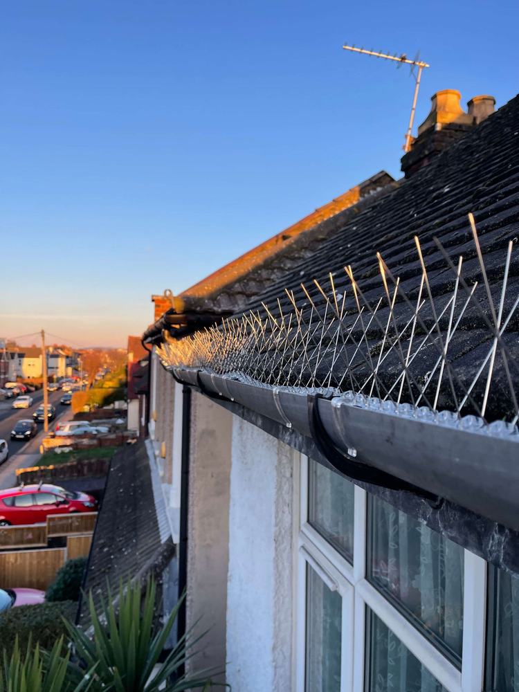 Bird spikes along the gutter of a terraced house at dusk