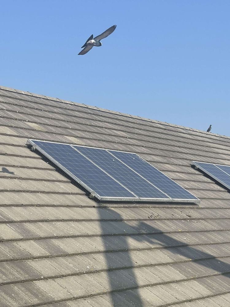 Solar panels on a tiled roof with a pigeon flying overhead